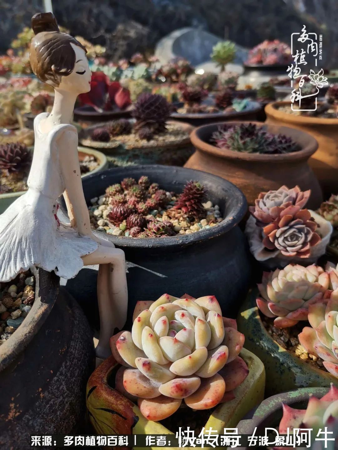 入多肉坑八年,始于初心,一切但求无愧于心