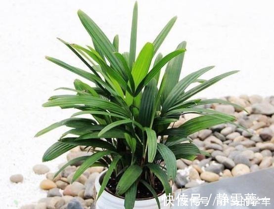 浇水|养花浇水是“功夫”,记住1个“原则”,永远浇不死,越长越旺!