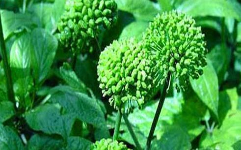 养颜|女性想要皮肤好,推荐3种食物,袪皱淡斑,排毒养颜,延缓衰老