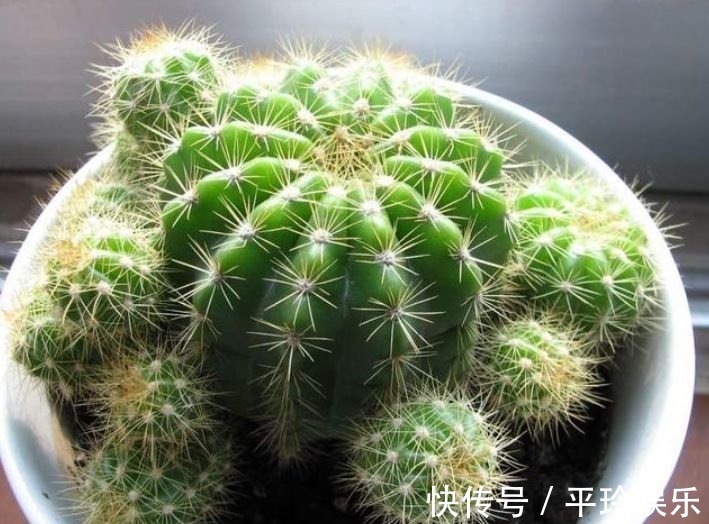 人养花,花也养人,3种花养家里,直接爆成绿瀑布,非常漂亮