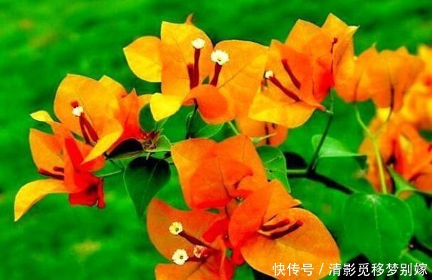 喜欢三角梅，就养盆“高档品种”柠檬黄三角梅，开花爆盆还好养！