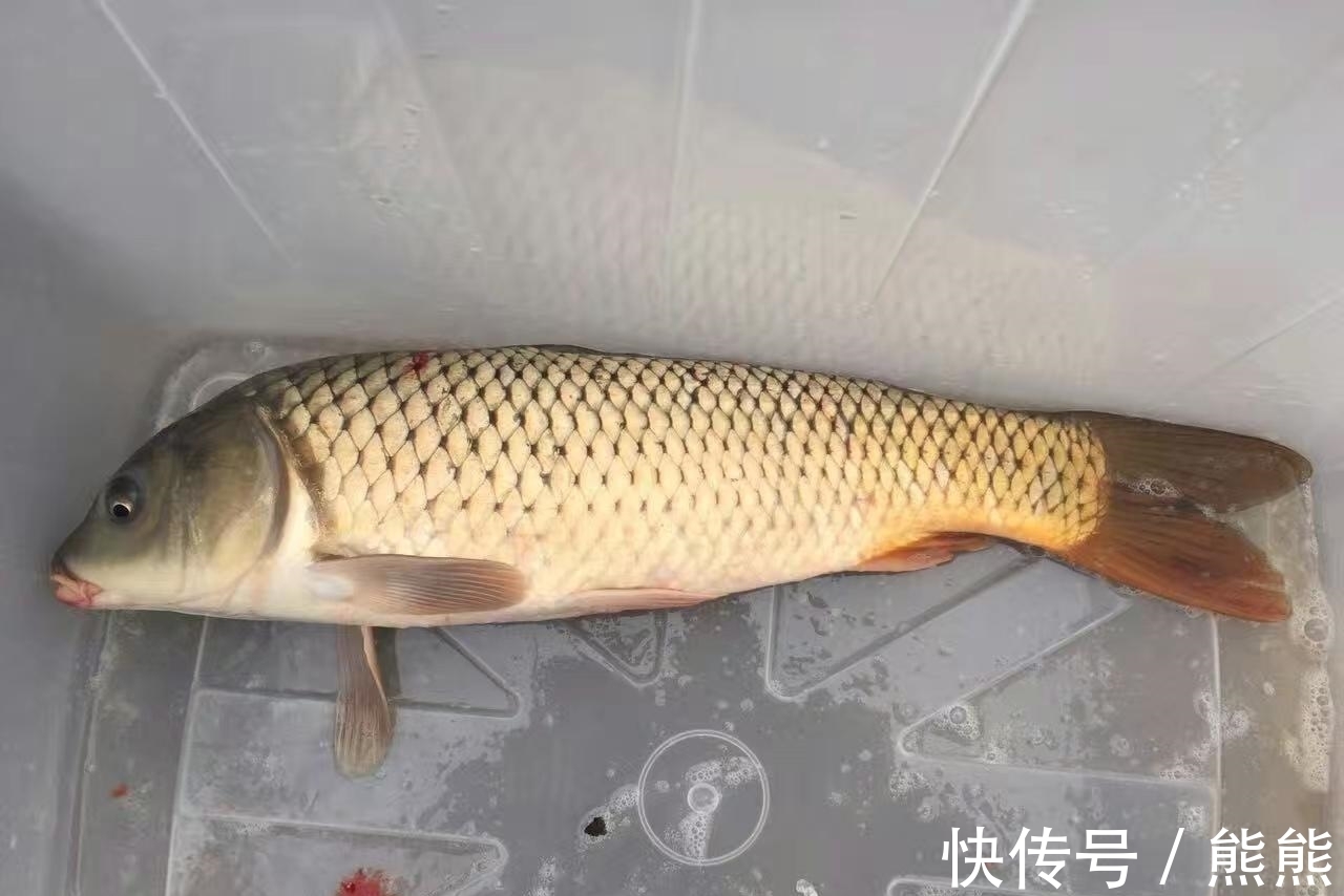 亚洲鲤鱼&鲤鱼的多样“人生”:孔子后人不吃,美国泛滥成灾,日本视其勇武