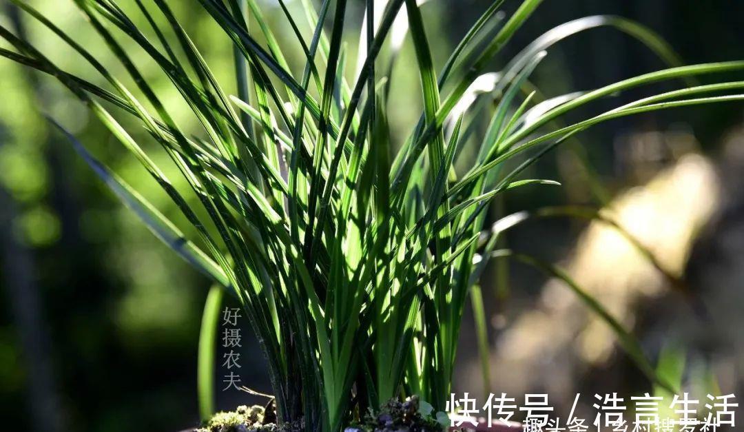 芒种|三分种、七分养，芒种时节的兰花，如何养出浓绿的叶子？