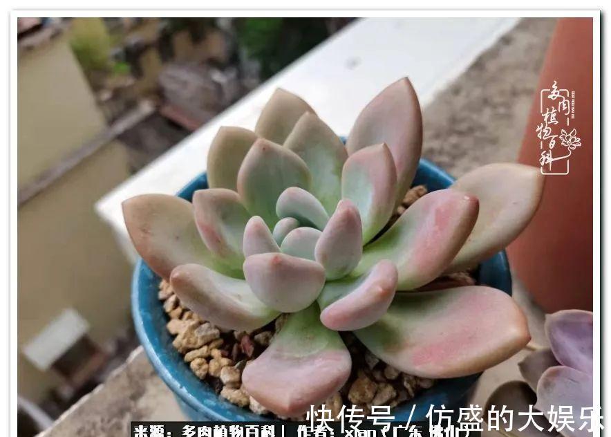 养多肉,慢慢来,我们一起沉淀再绽放!