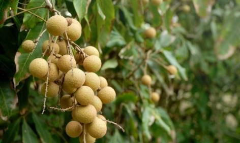 常吃桂圓有3大禁忌，很多人不太清楚，嚴重影響身體健康