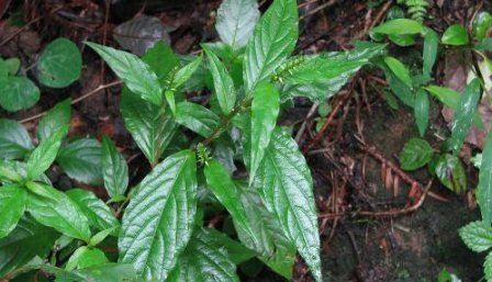 农村|这东西吃了以后“力如牛”，在农村很普遍，很多年轻人有需求却不知道