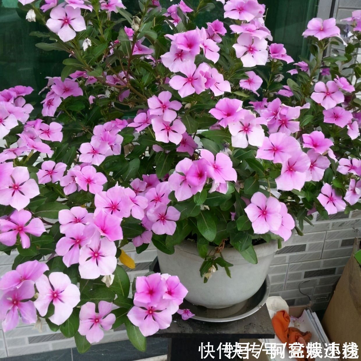 “开花劳模”有哪几种？4种花易绽放，花骨朵惹人爱