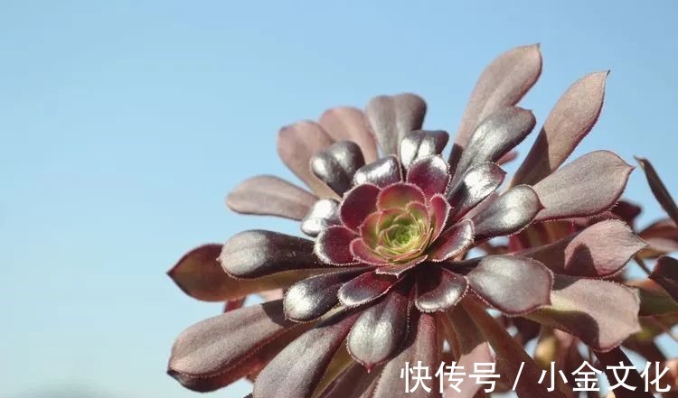 以阳光为滤镜,蓝天为背景,期待拥抱春天,拥抱自然!