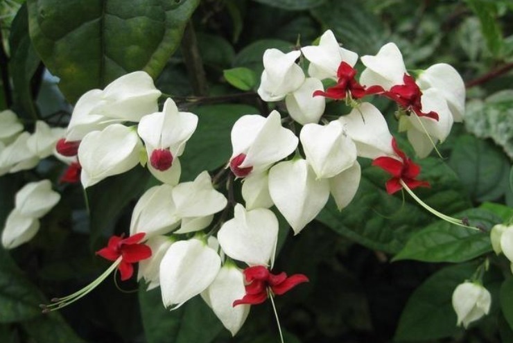 世界上“最美”的5种垂吊花，婀娜多姿，看一眼就心醉，太漂亮了