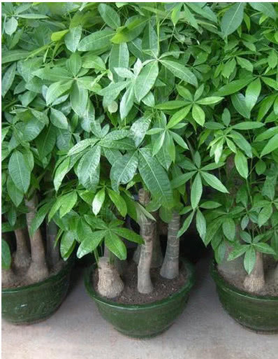 发财树黄叶还不长1个“小方法”,叶片油绿疯长不停,1年长半米