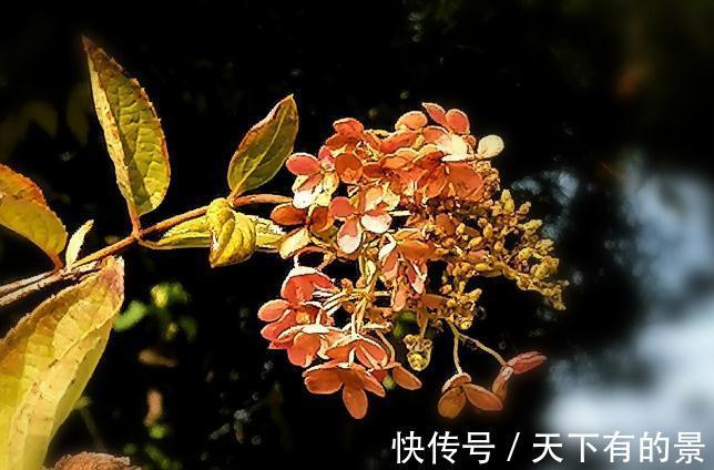圆锥|秋天遇到8种花，该出手时就出手，犹豫不决容易坏事