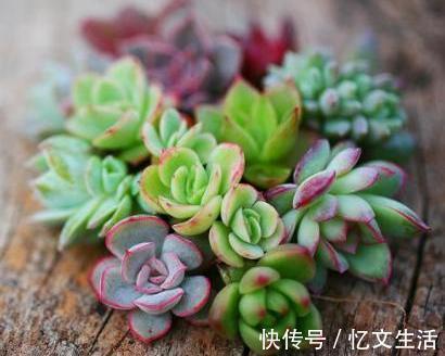 肉叶|多肉叶插有“新招”,生根成活快,再也不化水,养出状态美美的