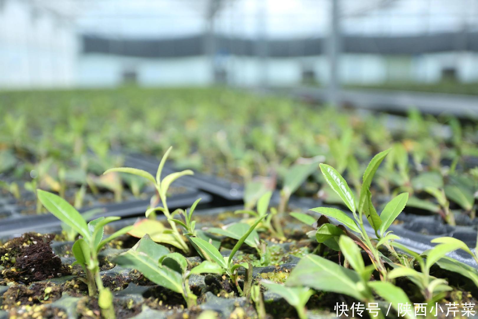 商南茶|遇见陕茶遇见你 探访北纬33度的奇迹