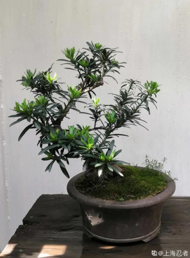 盆景家里养盆松,代代出富翁,镇宅守家福气旺