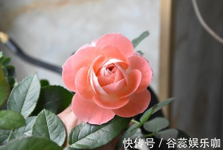 三角梅、月季、栀子花总是不开花，几个小技巧，一年四季爆盆