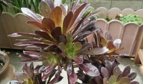 多肉黑法师能在卧室养吗?当然不行,它甚至都不适合放在室内养护