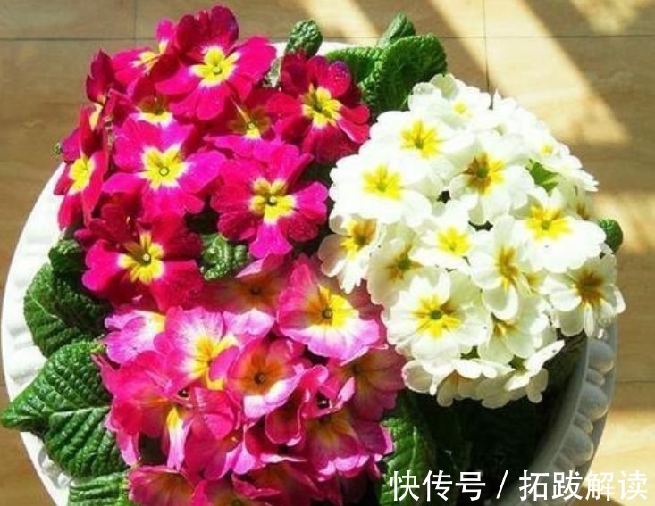 春花|此款花卉便宜又好养,丢到阳台,四季有花开,懒人最爱