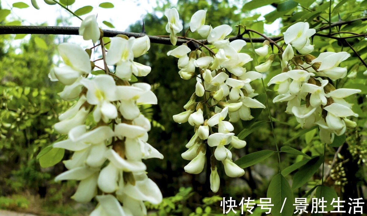 蒸窝头|遇到树上的这3种菜别错过,野味十足,鲜美软嫩,错过就没有了