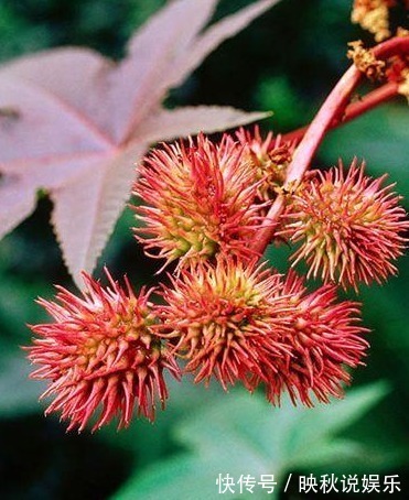 野草|这种农村的野草,不仅能治疗风湿关节痛,还能治破伤风!