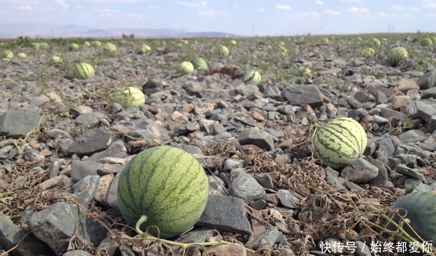 戈壁|长在戈壁石头缝里的西瓜,你吃过吗?
