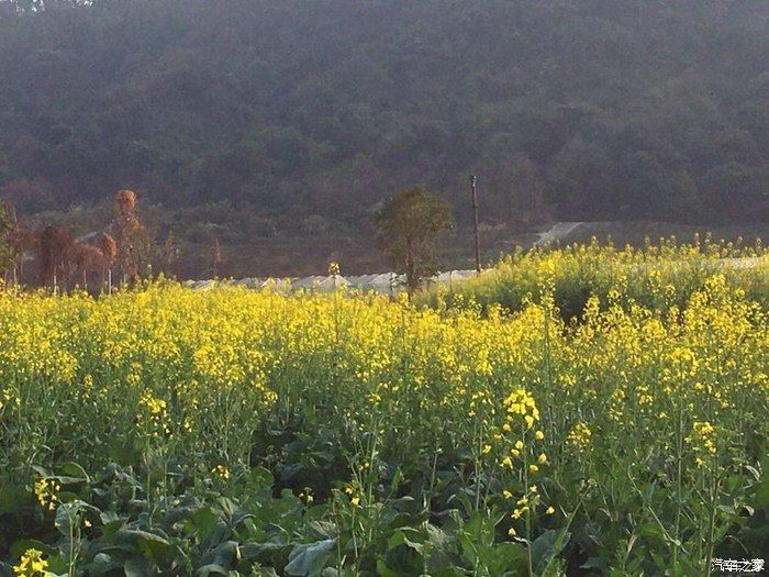 自驾奇骏观赏初春油菜花，采摘小番茄