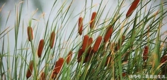 植物|农村酷似香肠的植物,农民把它当杂草,殊不知营养美味价值高!