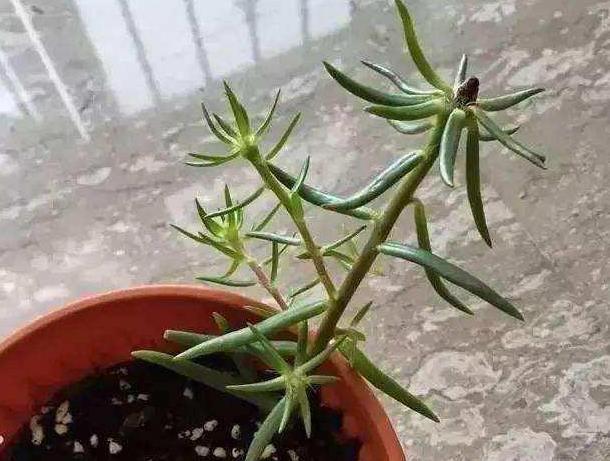 生根|此5种花,花期长又好养,扦插就生根,夏天也一个劲儿的开花