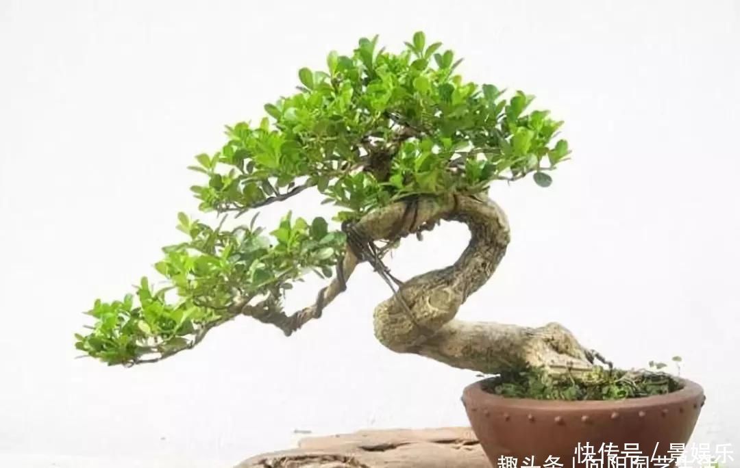 10年前一盆上万，10年后一盆十块，烂大街的黄杨，被玩坏的盆景