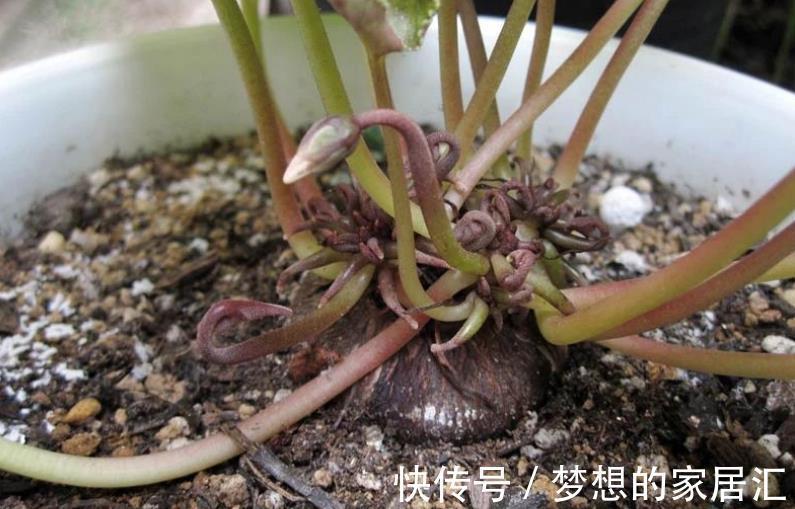 株苗|养花用得花盆越大越好?不!这3种漂亮花偏爱住“小房子”