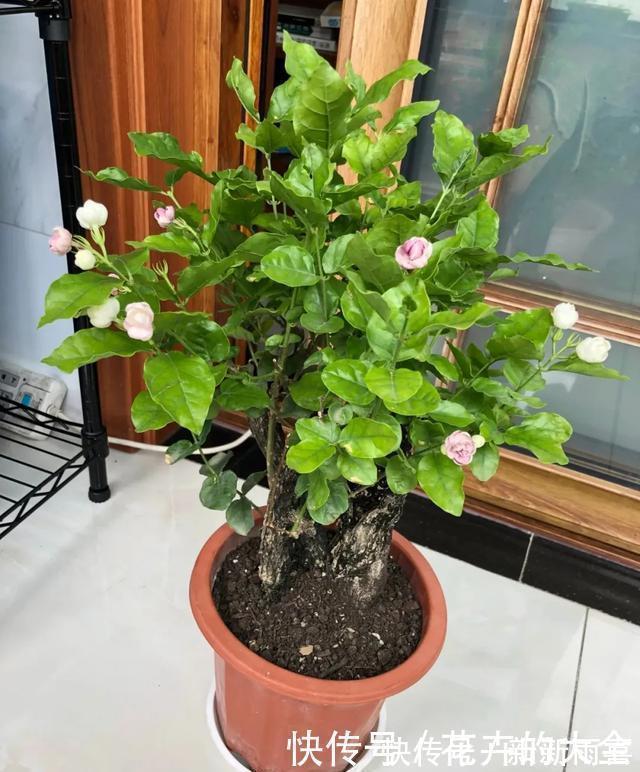 绣球|3种花养在小盆里,2年变老桩,茎干粗壮开花香,1次能开50朵