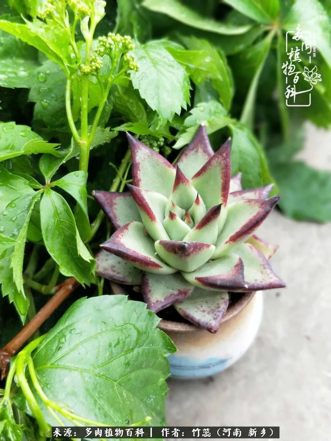 养多肉三周年有感养这么多多肉到底有啥用！