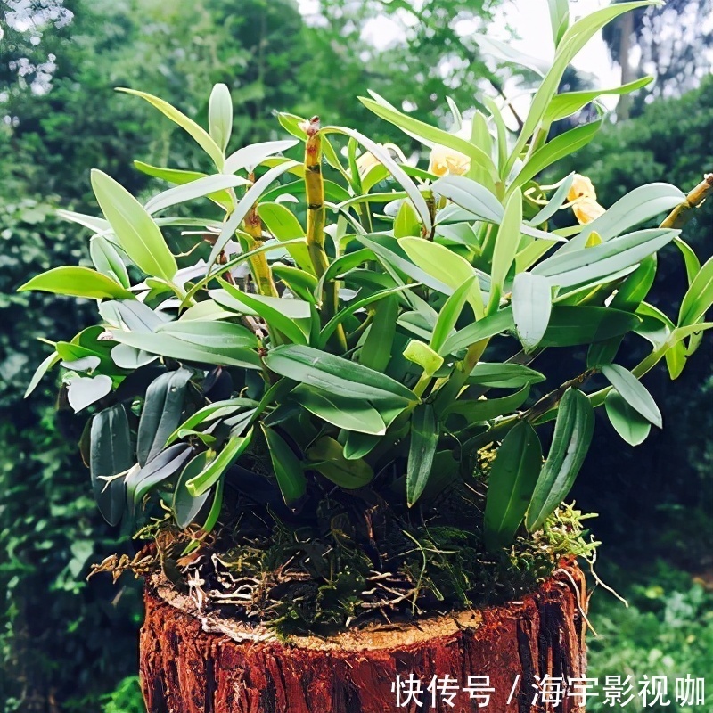 挂果|家里养盆“杀菌”花,精神轻松又清香,老中医经常养,错不了