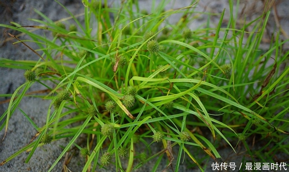 害草|水田里一大害草,名字挺吓人,却是民间治病良药,人称“水蜈蚣”