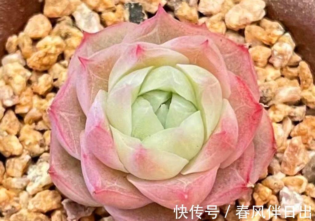 多肉界从不以瘦为美,环肥才是王道,把多肉养胖有三个高招
