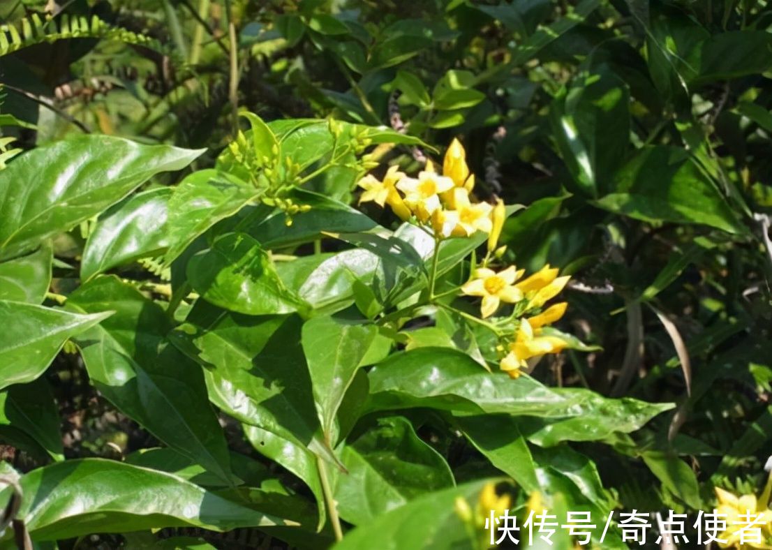 钩吻|植物界的“河豚”！多人因吃这种“芋头”中毒，农村里很常见