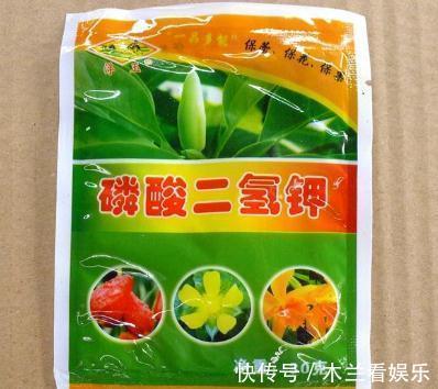 花期|长寿花“开败了”，花期没结束，剪几刀、加点“肥”，30天又开