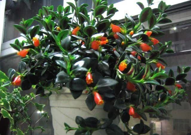 适合勤人养的花,修剪越勤、生长越旺,不建议懒人养,容易长成草