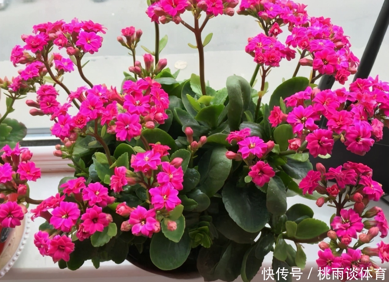 浇花|养花别再把水和肥“分2回事”了,浇点它,盆栽土又湿又肥