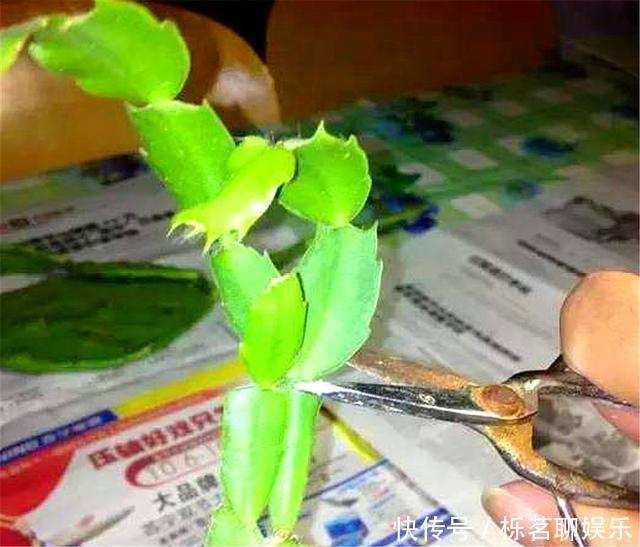 根系|蟹爪兰花后养护很重要,仅仅修剪还不够,做好这4点,开花大又多