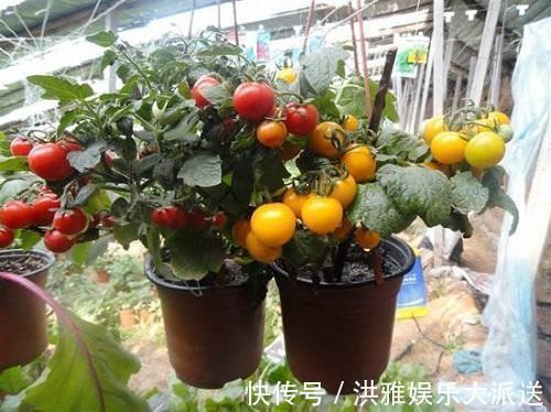 阳台种这3种菜,长得太快吃不完,营养丰富全家都喜欢