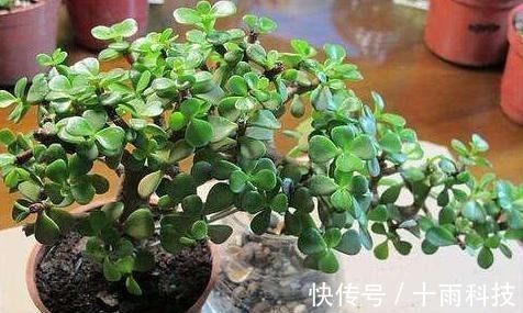 养分|金枝玉叶这样养，枝干粗壮叶片肥，一根小枝条，一年变“老桩”