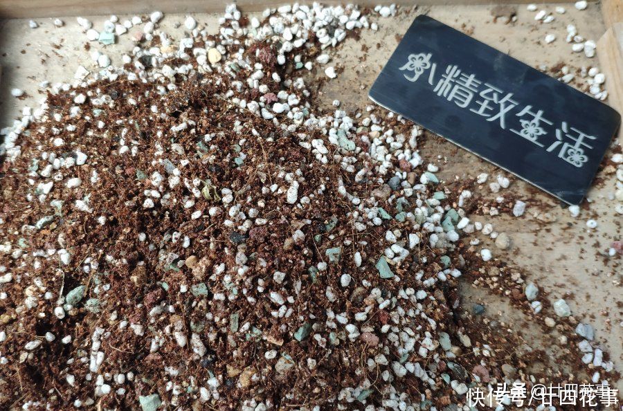 肉肉|多肉烂根变萎蔫，逃不过3个原因，对症处理恢复快