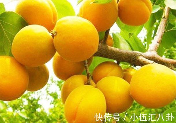 氰甙|号称“夺命果”，吃5颗就能毙命，是传言还是事实？了解下