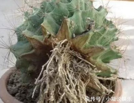 爆盆|想让仙人球爆盆先砍它一刀,让他感受到你的愤怒!