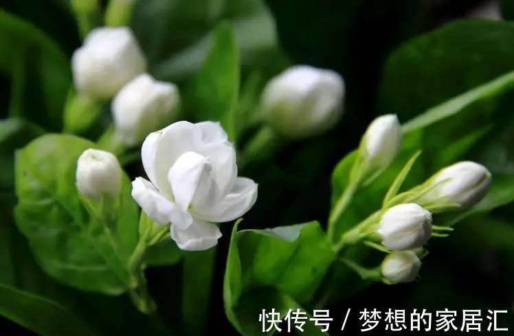 抵抗力|茉莉花冬天想要不怕冻,秋天养“壮”它很关键,基础措施了解一下