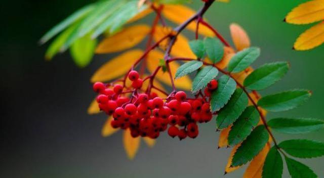 胡充华#太后失恋后创作了一首诗,写尽相思之苦,成千古名篇流传至今