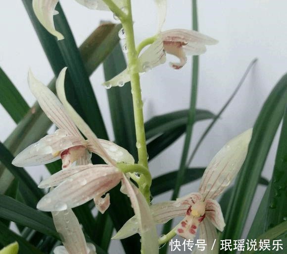 办法|兰花不开花,反而焦叶,几个办法瞬间绿油油