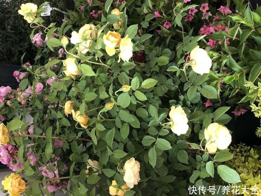 家里有院子的一定要养这4种花，庭院秒变花园，芳香四溢