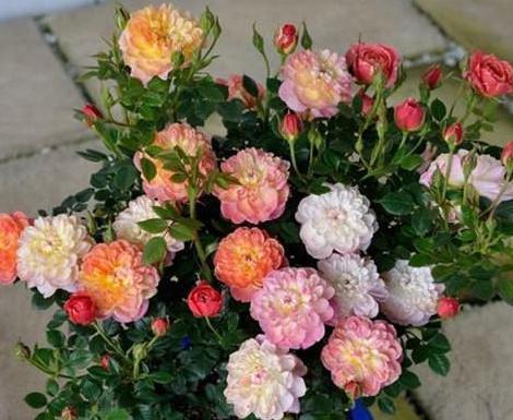 喜欢养花就盆栽月季，此款花期长、易爆盆，一株苗开出多色花