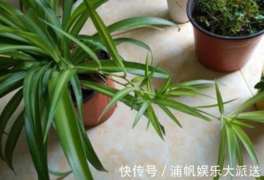 卫生间闻着臭臭的该怎么办盆栽它们,教你告别消毒水、清新剂